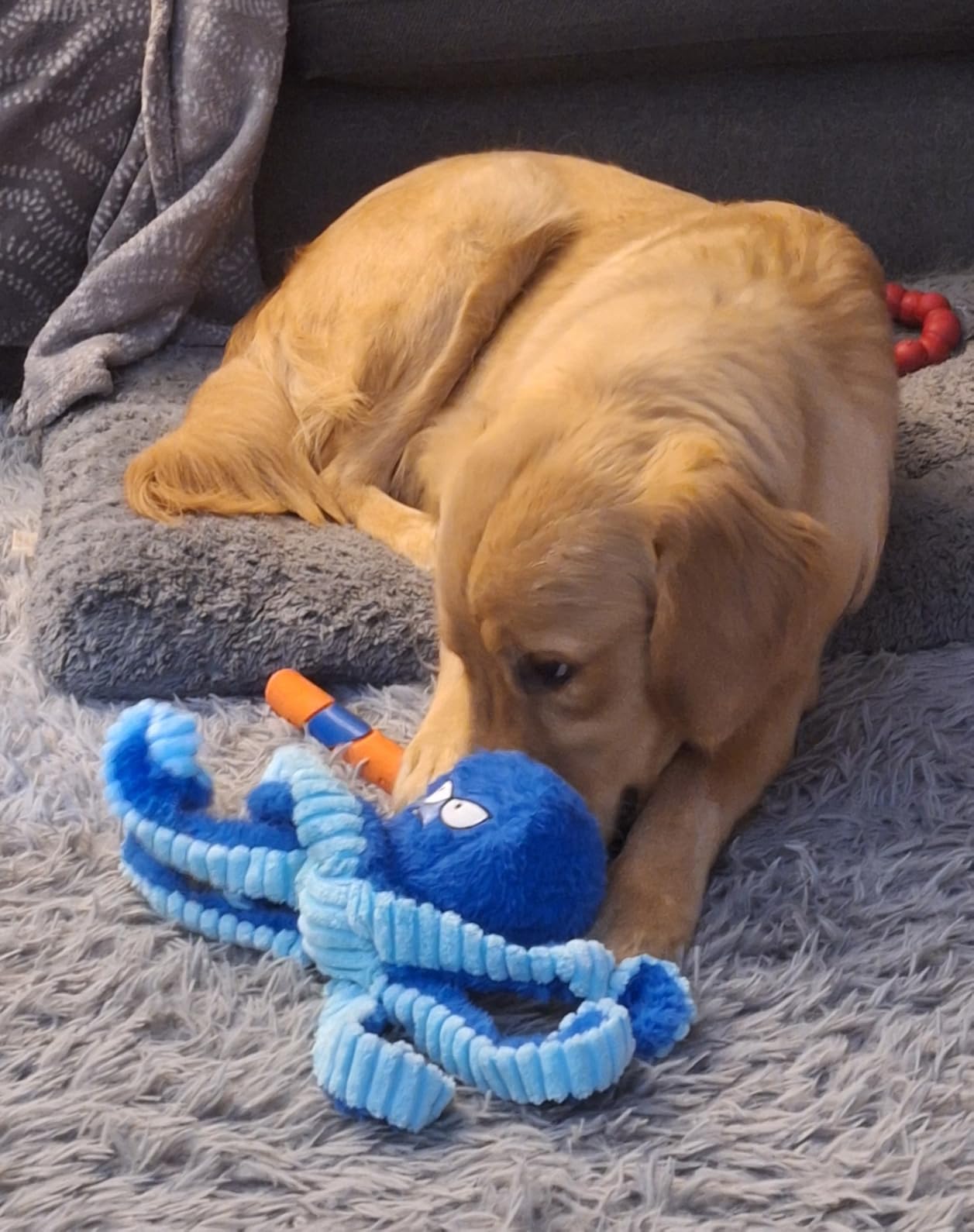 BuddyBite™ Interactief Trek- en Kauwspeelgoed